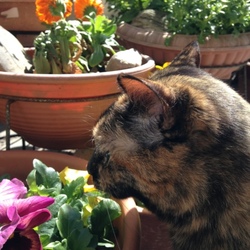 「花よりだんご…？」サムネイル1