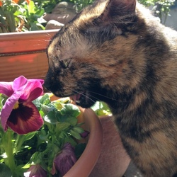 「花よりだんご…？」サムネイル3