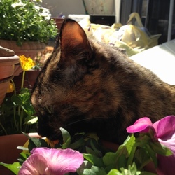 「花よりだんご…？」サムネイル2