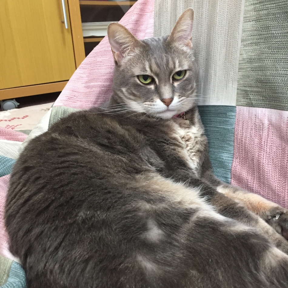 モコのカバー写真
