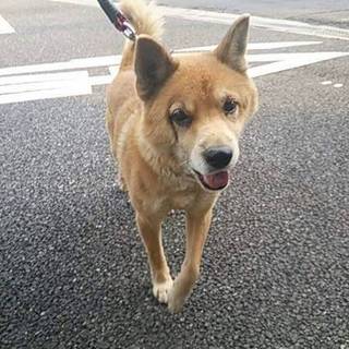 この子には時間がありません。里親になって下さい。