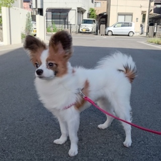 里親希望頂いたみなさん、ありがとうございました！