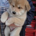 柴犬mix子犬