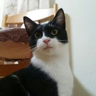人なれOKな白黒ねこ、おてんばオセロ