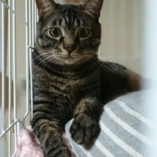まん丸お顔のキジトラ男子、ドリ君