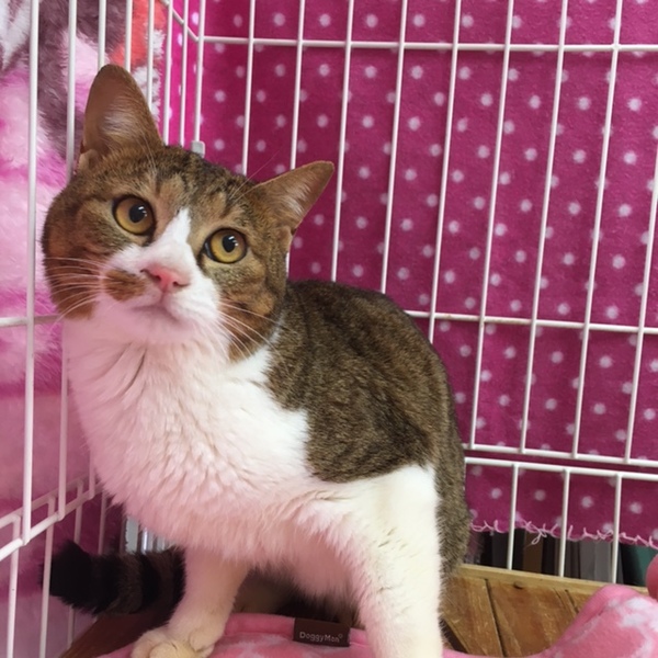 ほくろが可愛い茶キジ白 」東京都 - 猫の里親募集(103638