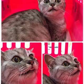 アメショ風、ミックス、ミルフィーユちゃん