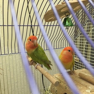 コザクラインコ里親募集