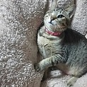 地域猫現場遺棄の片目の女の子