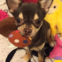 Cocoa