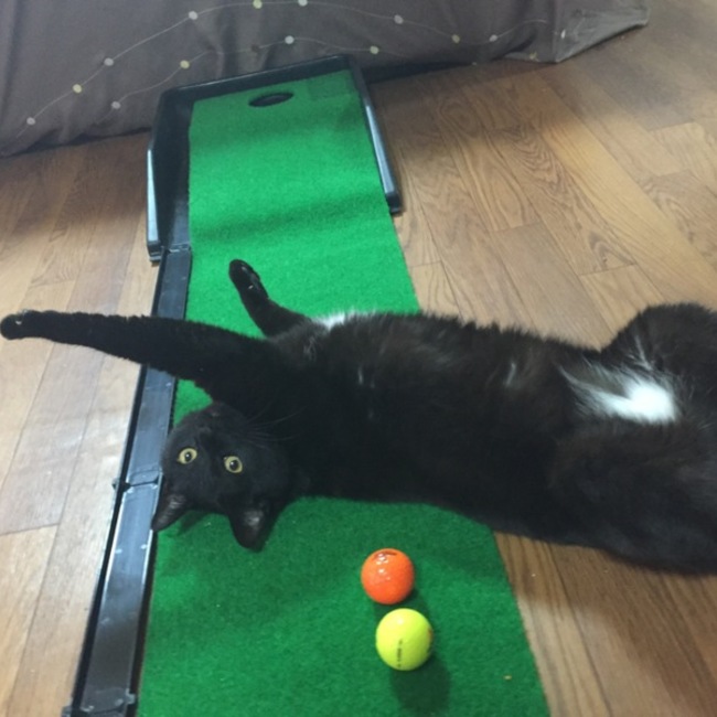 アクのカバー写真