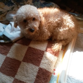 1番早い方に‥里親募集