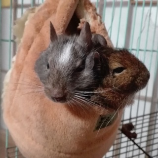 デグー　オスとメスです。