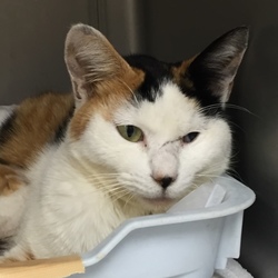 「ミミちゃん、かなり元気になりました。」サムネイル2