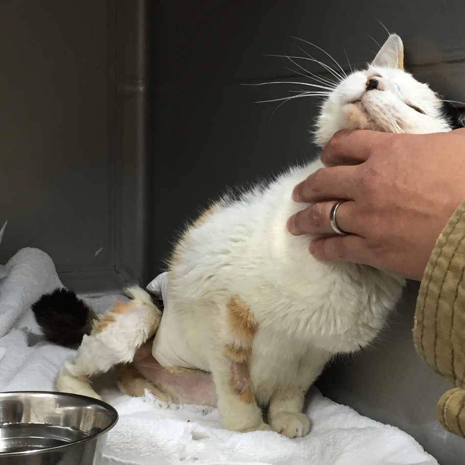 ミミのカバー写真