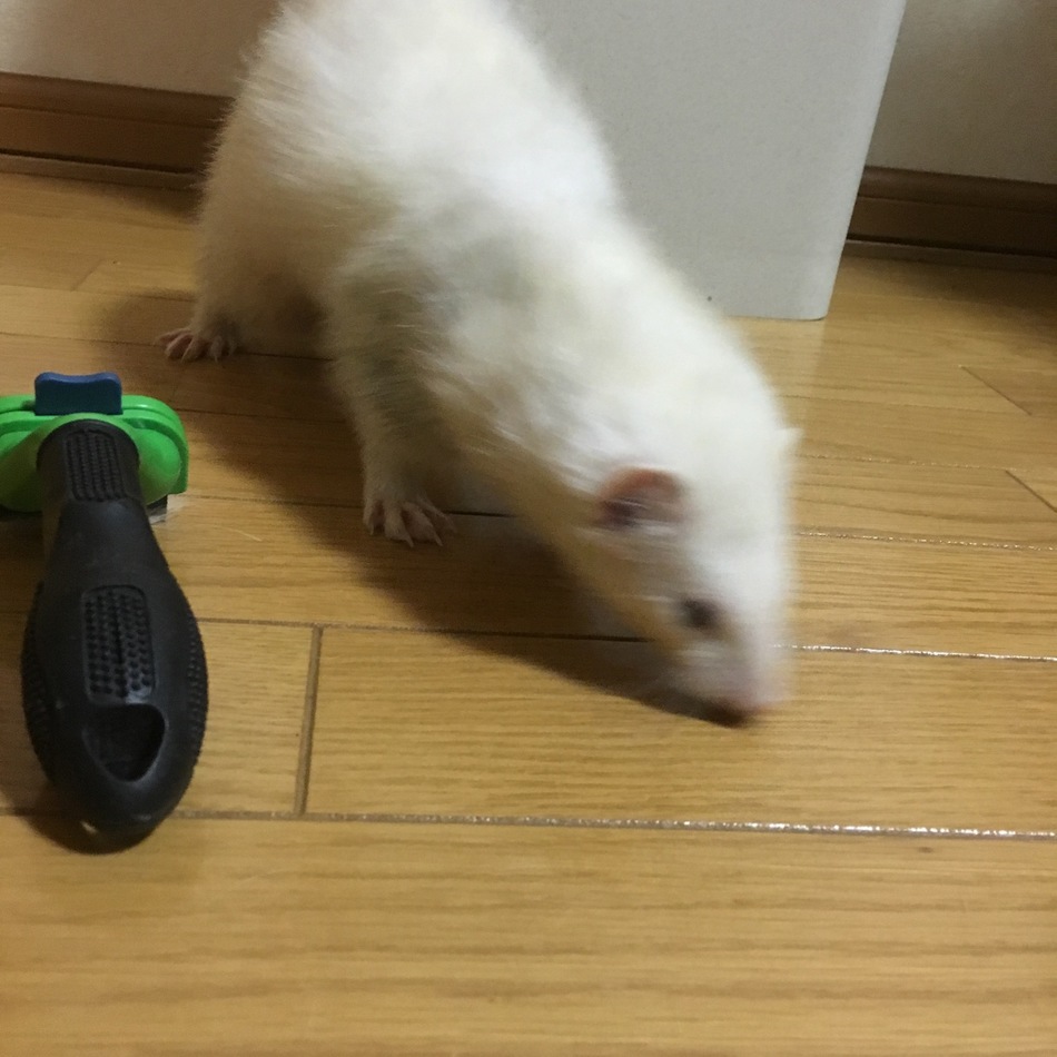 ごまのカバー写真