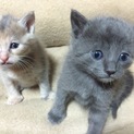 子猫に里親を募集です。