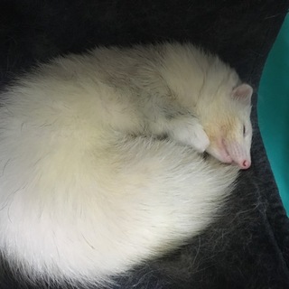 元気で健康な子です。