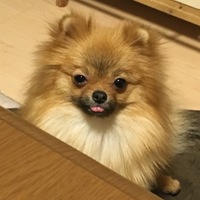 土屋 向日葵