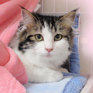 可愛いメインクーンMIX☆恋(レン)ちゃん　9ヵ月