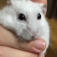 ハル