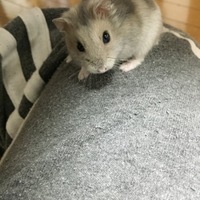 りん