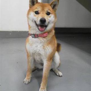 あまえたさんの柴わんこ、さくらちゃん！