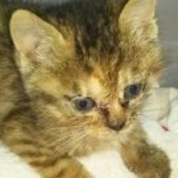 小さな女の子もみじ