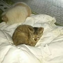 「小さな女の子もみじ」サムネイル2