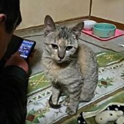 「小さな女の子もみじ」サムネイル3