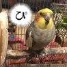 チロたん 