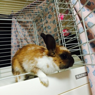 子うさぎの里親さん募集！