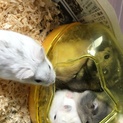 ハムスター里親様募集中