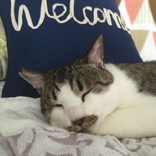 推定５〜８才・白血病ポジ  慢性鼻炎