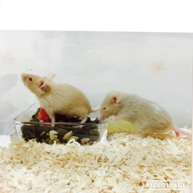 Aesopのカバー写真
