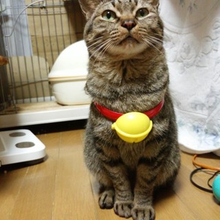 元気なおばちゃん、ぽーらは、甘ったれのキジトラ♀