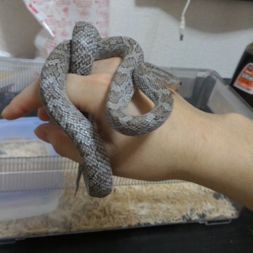 ハンドリング中