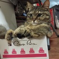 箱ダイスキ猫ちゃん