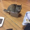 箱ダイスキ猫ちゃん サムネイル2