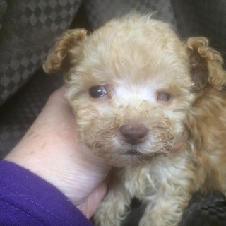 トイプードルの仔犬男の子