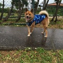 ワンコの希望により我が家で飼うことにm(__)m