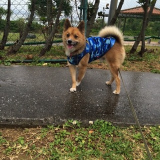 ワンコの希望により我が家で飼うことにm(__)m