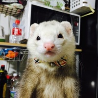 しろ