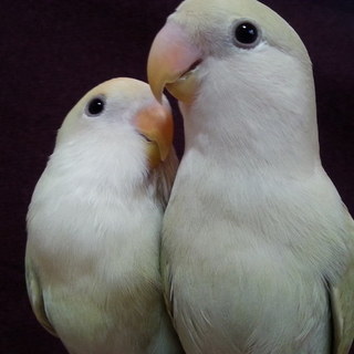 小桜インコ(シナモン、ゴールデン)