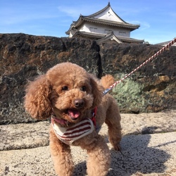 大阪城公園をお散歩しました♪