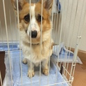 3歳の可愛いコーギーです。