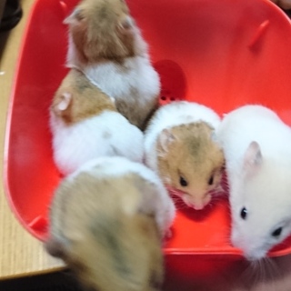 ゴルハム赤ちゃん