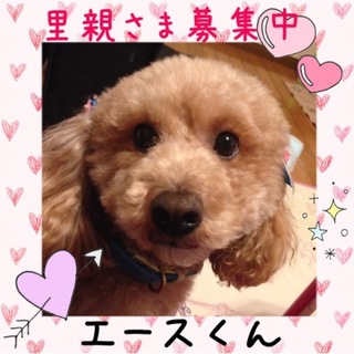 エースくんに素敵な家族が出来ました‼︎