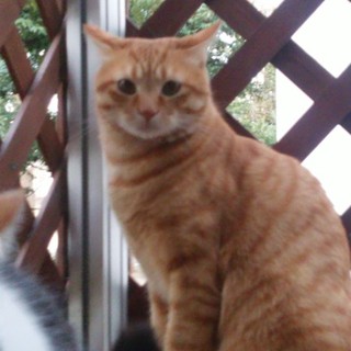 人が大好きでおしゃべりな虎之助！