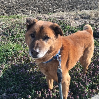 穏やかな男の子  テツ君